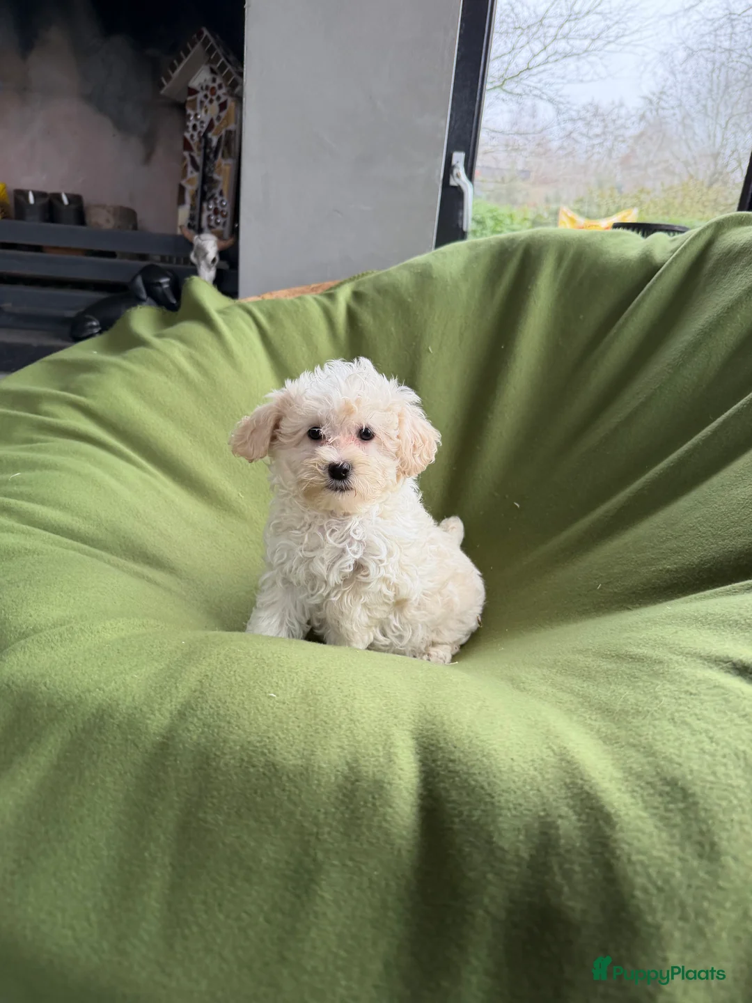 Maltipoo honden te koop: Maltipoo (Maltezer x Poedel) pup reutje - Advertentie 3