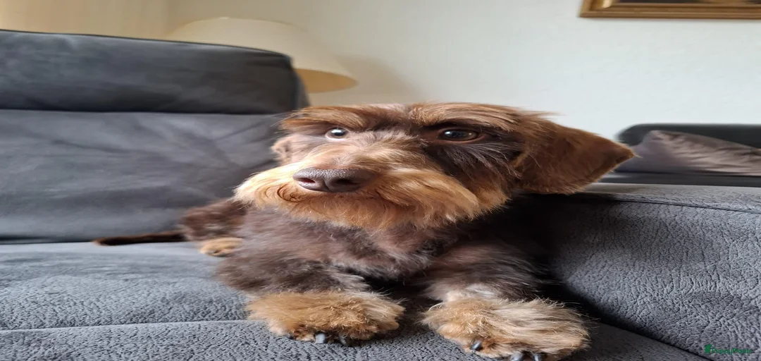 Galerij afbeelding {{count}}