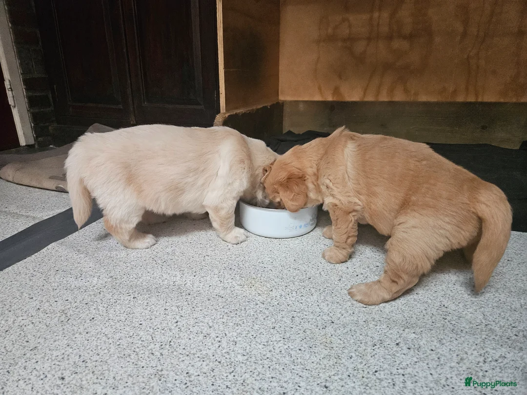 Golden Retriever honden te koop: Golden Retriver pups mogen de nest uit ! - Advertentie 21