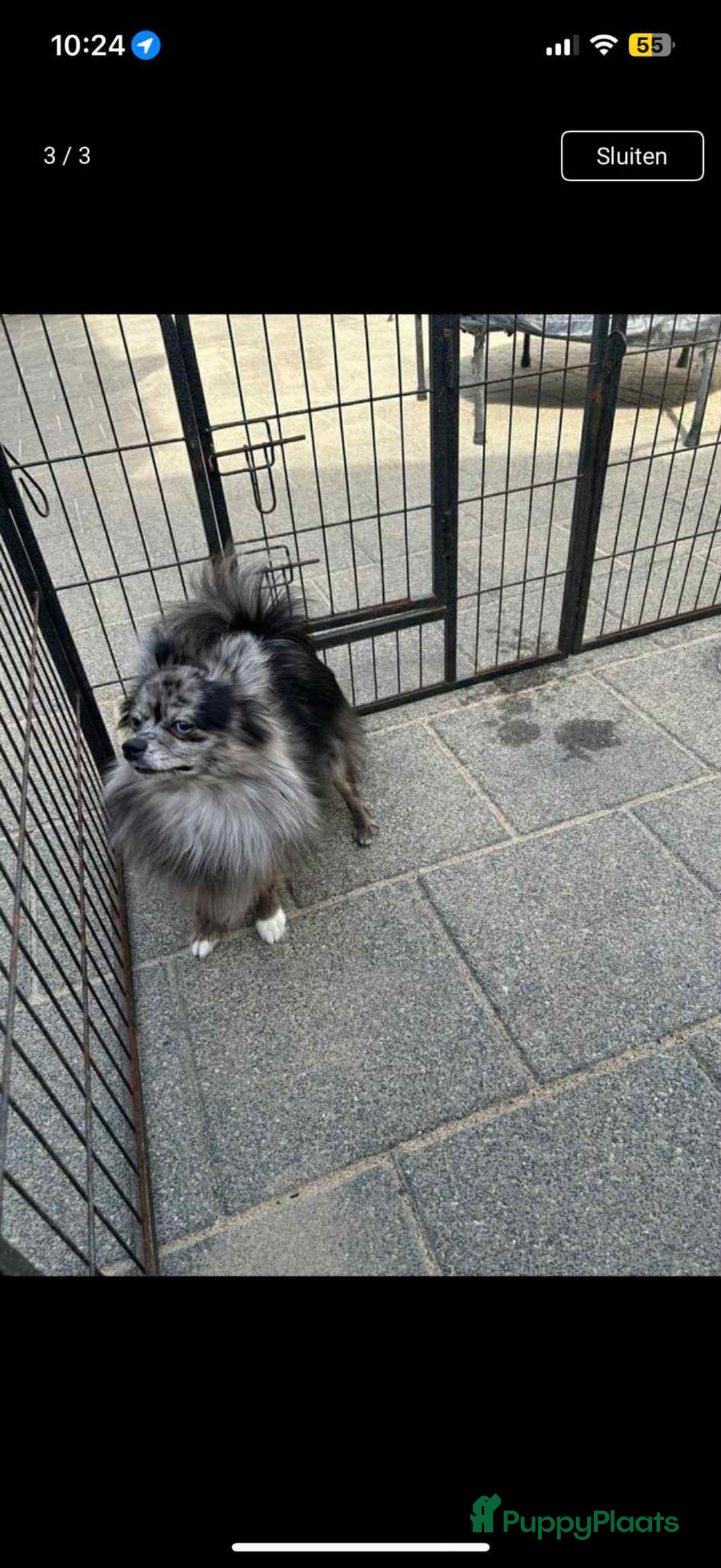 Pomchi honden te koop: Mooie pomchi - Advertentie 7