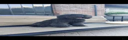 Labradoodle honden te koop: Nog 2 knappe labradoodles  - Advertentie 8