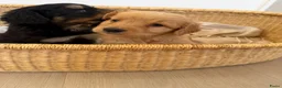 Bernedoodle honden te koop: Mini Bernedoodle pups te koop - Advertentie 7