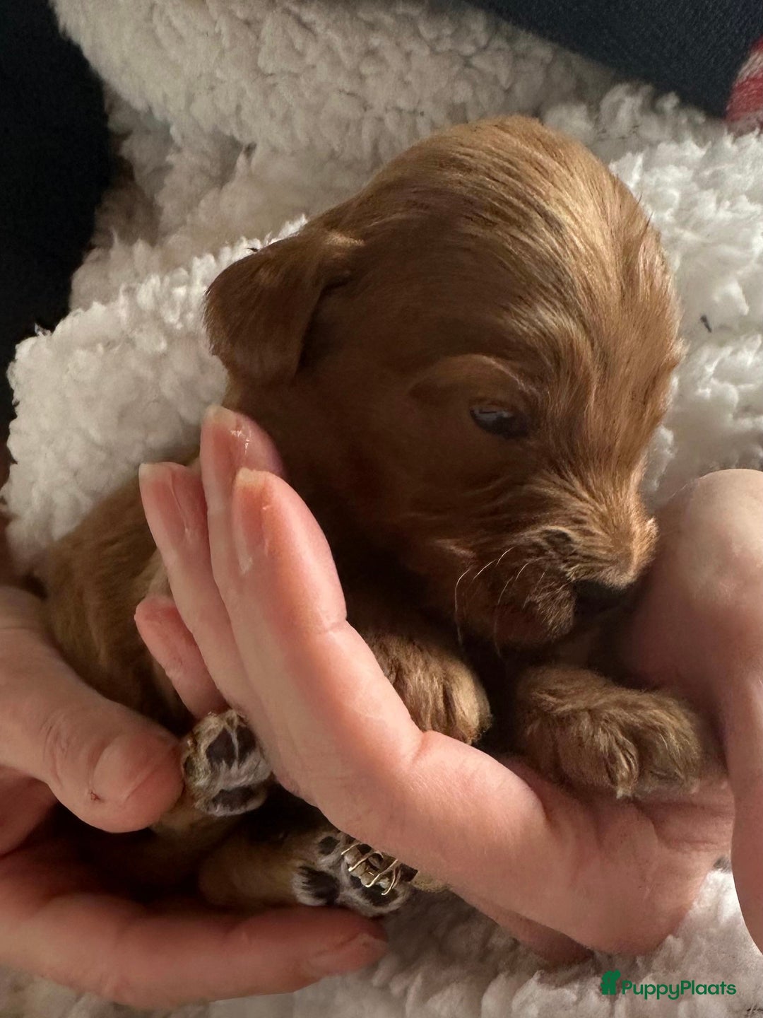 Labradoodle honden te koop: ✨ Liefdevol opgegroeide pups enkele te reserveren - Advertentie 8
