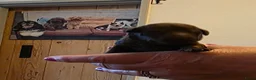 Dwergpoedel honden te koop: 2 choco toypoedel puppy's geboren - Advertentie 7