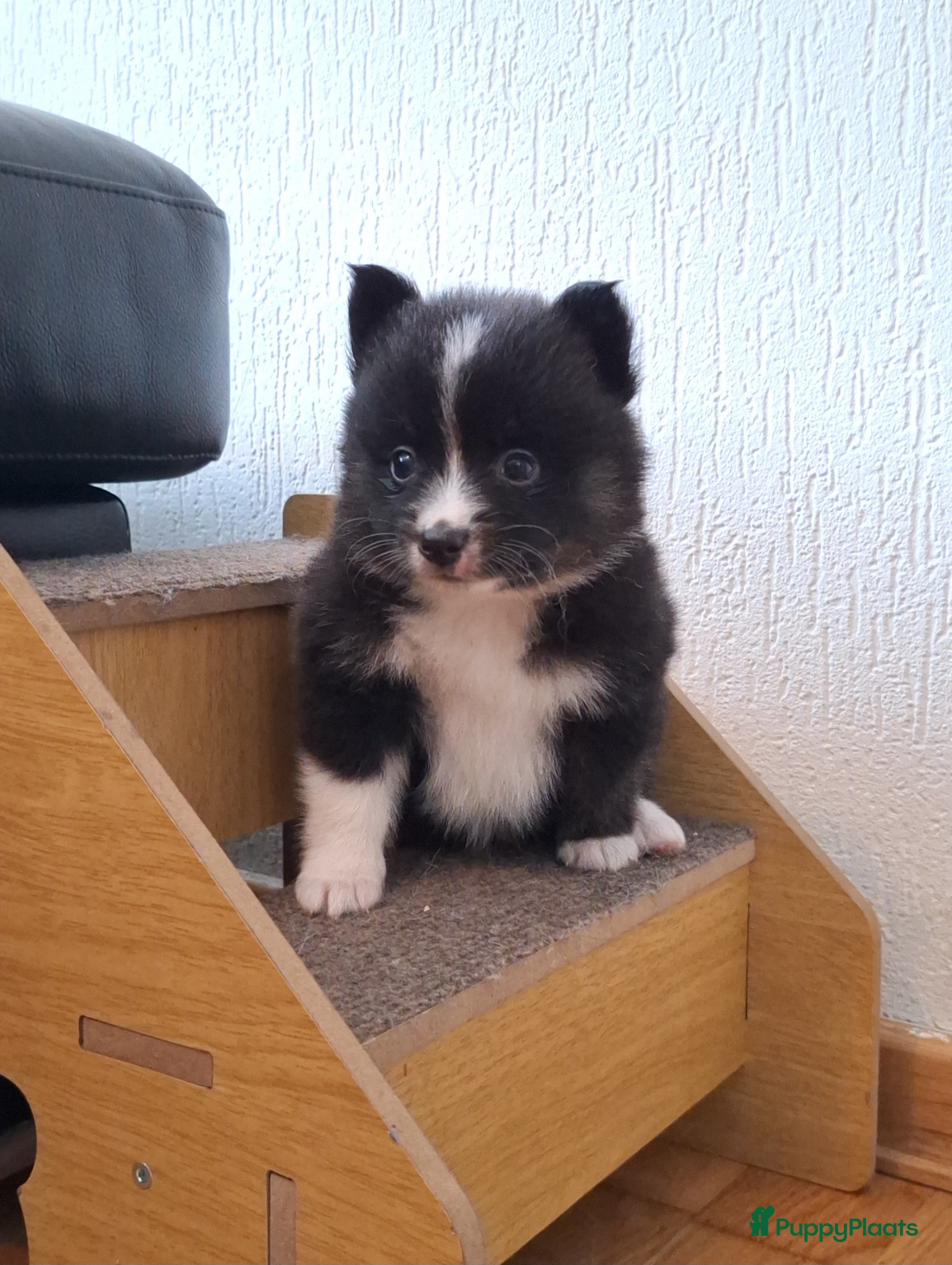 Pomsky honden Twix 💙 F1b pomsky reu - Advertentie 3