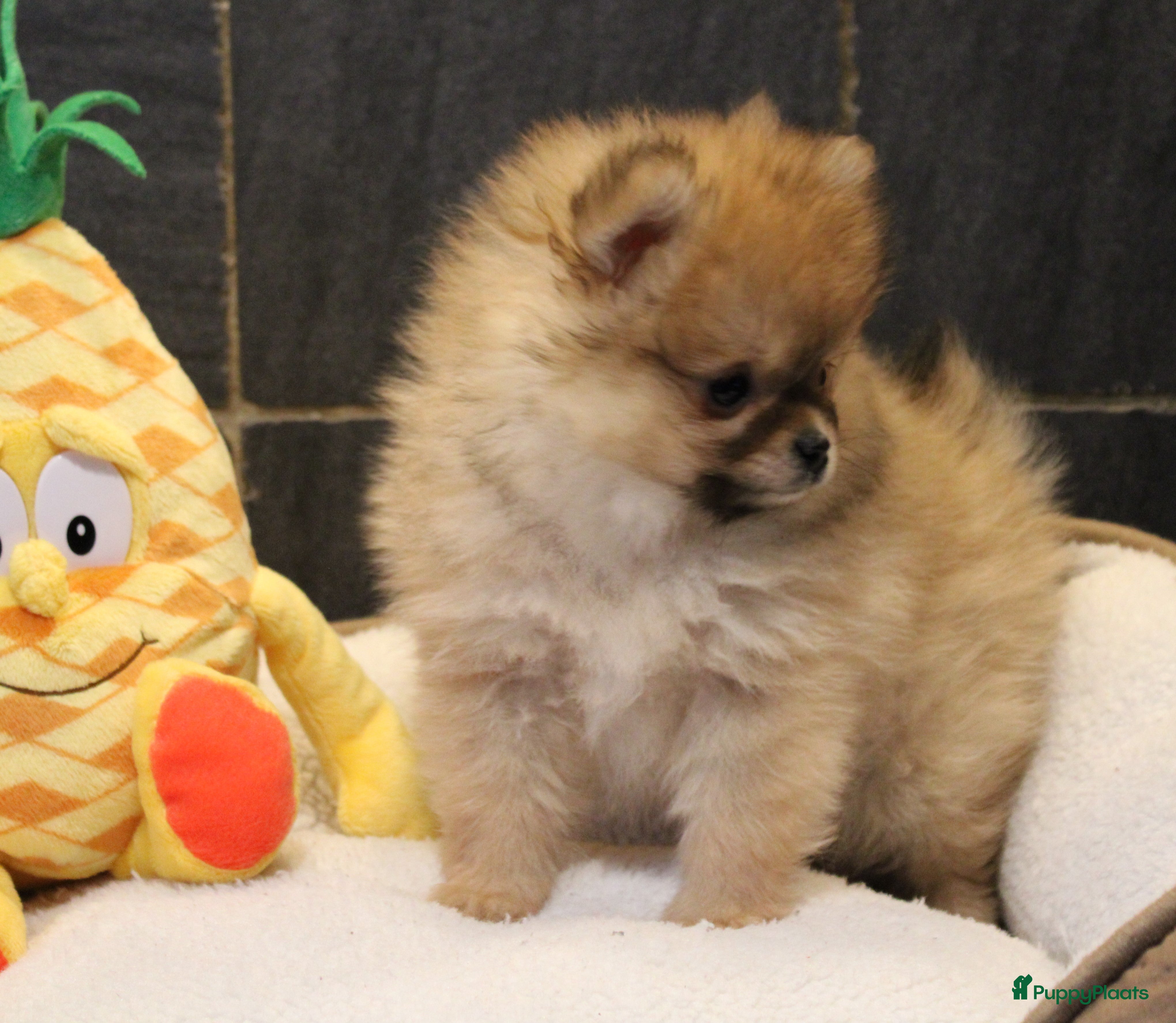 Pomeriaan honden Pomeriaan pups - Advertentie 2