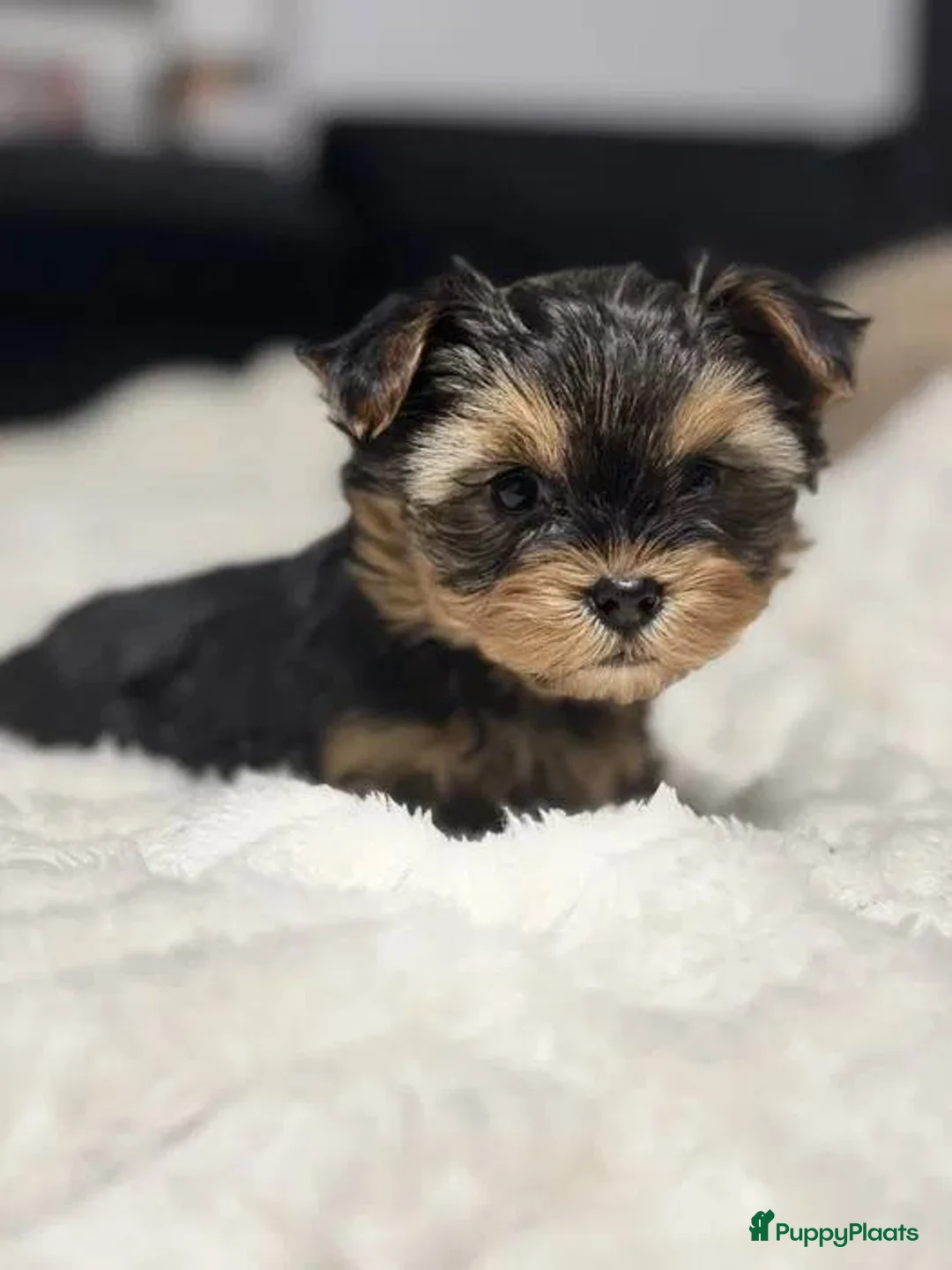 Yorkshire Terriër honden te koop:  Yorkshire Terrier puppy’s  - Advertentie 4