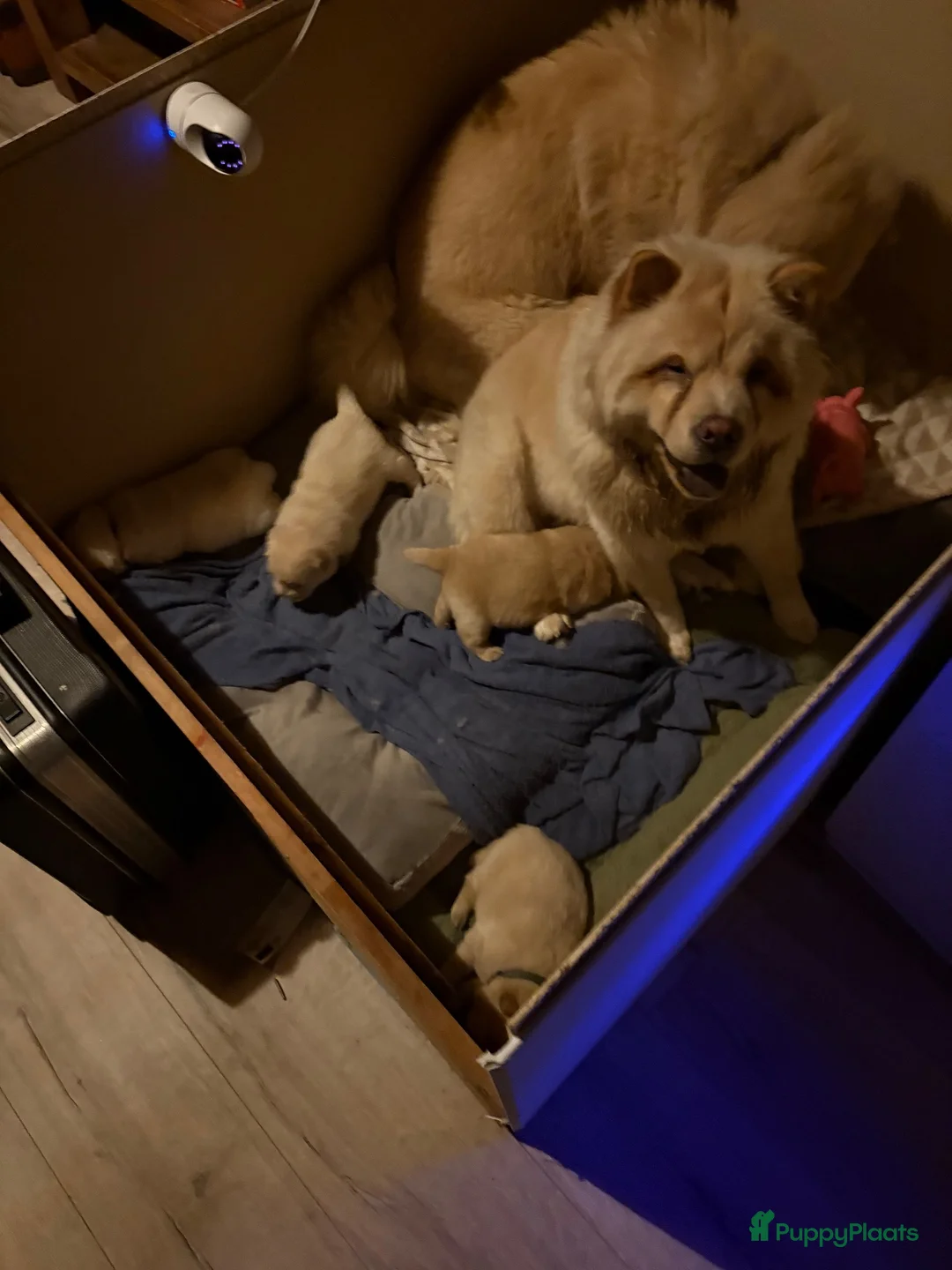 Chow Chow honden te koop: 1 teefje beschikbaar  - Advertentie 2