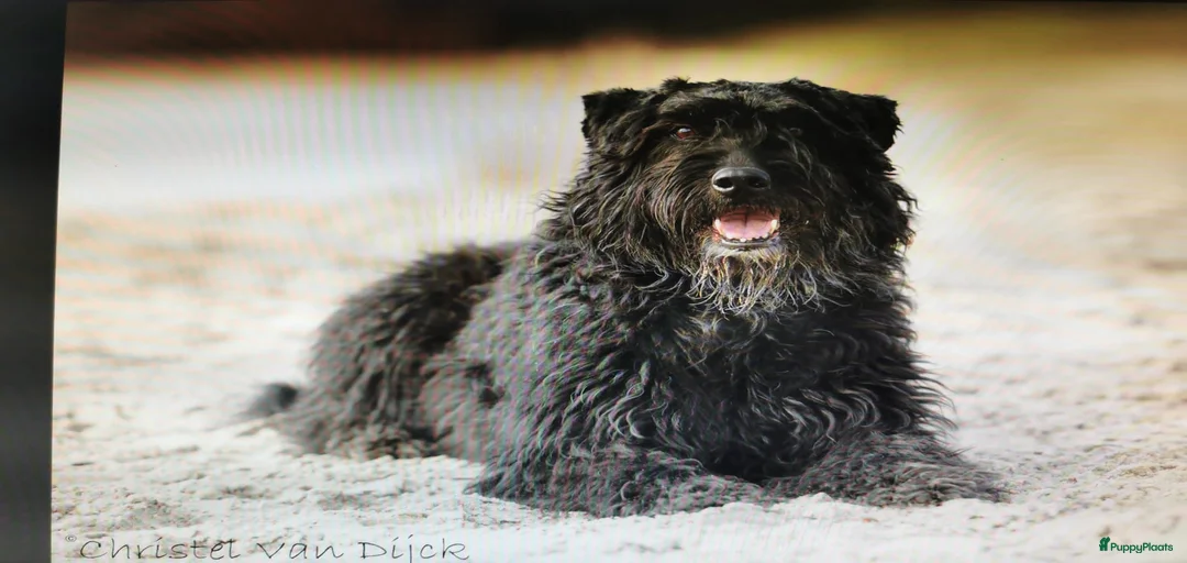 Galerij afbeelding {{count}}