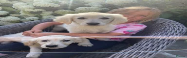 Golden Retriever 1