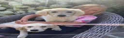 Golden Retriever honden te koop: Golden retriever pups in Eede - Advertentie 2