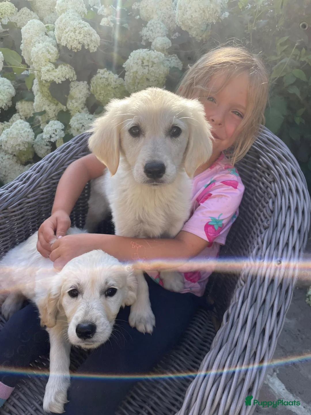 Golden Retriever honden te koop: Golden retriever pups in Eede - Advertentie 2