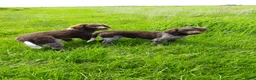 Friese Stabij honden te koop: Friese Stabij pups: Miep en Fedde - Advertentie 3
