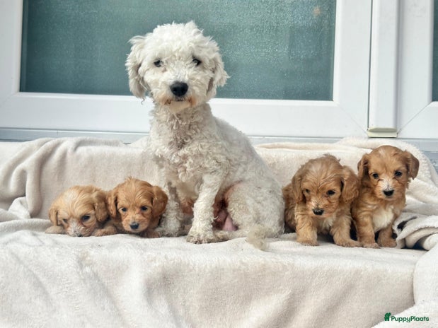 Maltipoo honden Prachtige Maltipoo pups zoeken warm thuis 🏡💓 - Advertentie 1