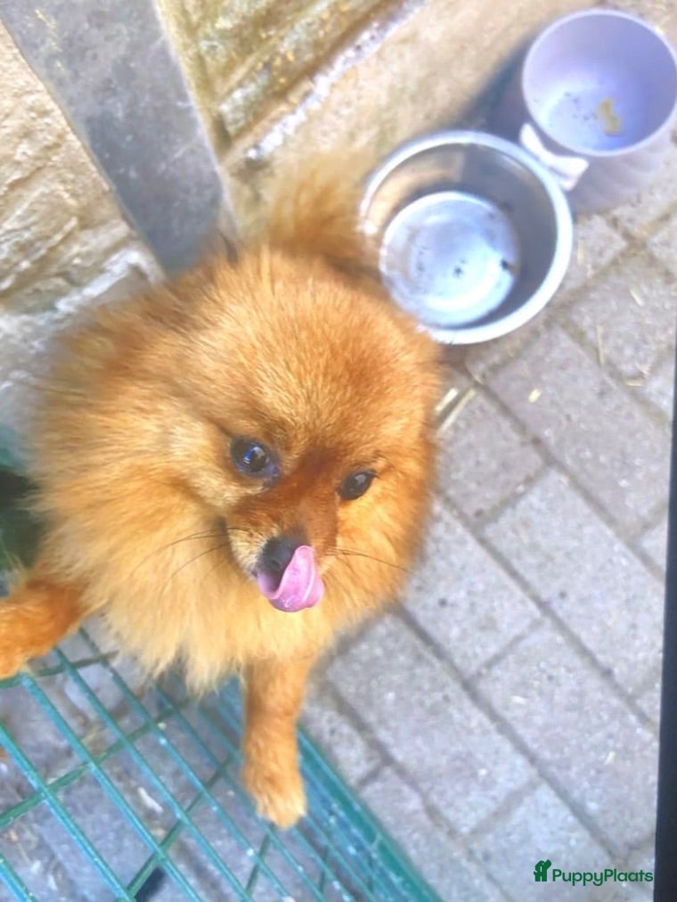 Keeshond honden Mini keesjes te koop - Advertentie 1