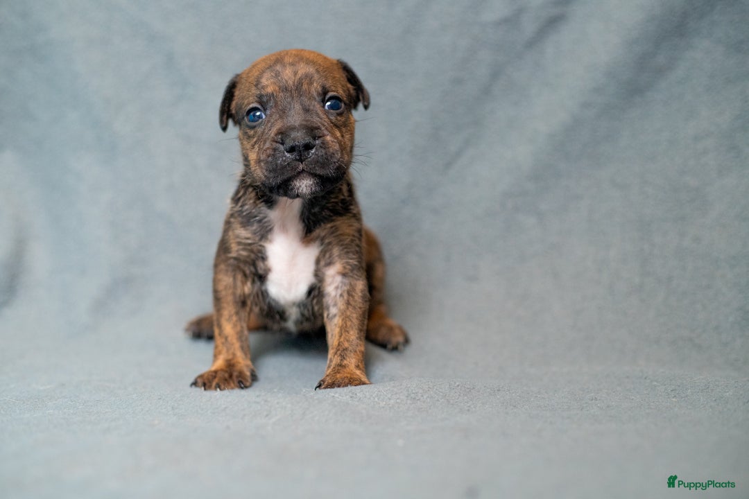 Kruising honden te koop: Pitbull x Cane Corso x Old English Bulldog puppies - Advertentie 13