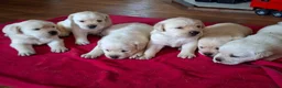 Labrador Retriever honden te koop: Raszuivere labrador retriever pup stamboom  - Advertentie 11