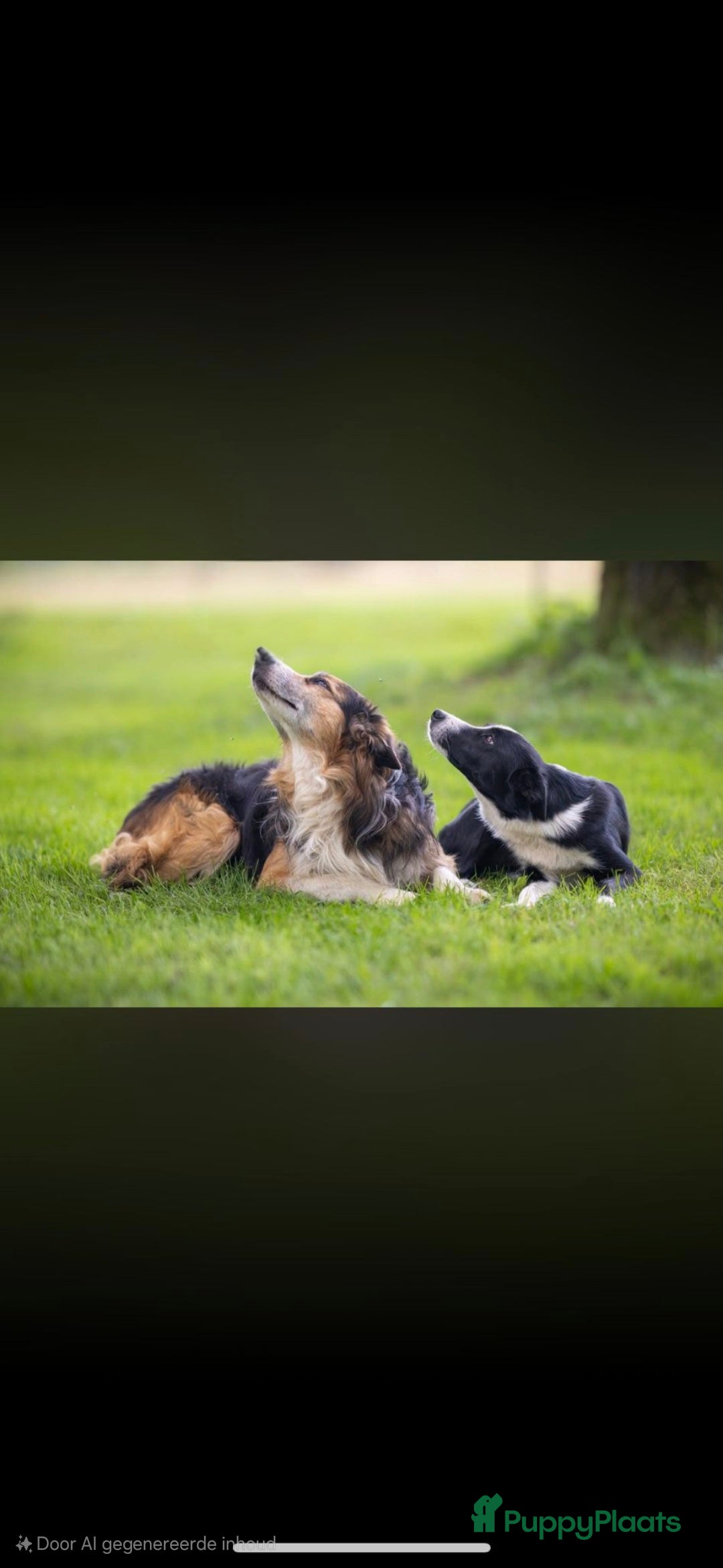 Border Collie honden te koop: Border Collie pups met stamboom - Advertentie 1