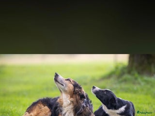 Border Collie honden Border Collie pups met stamboom - Advertentie 1