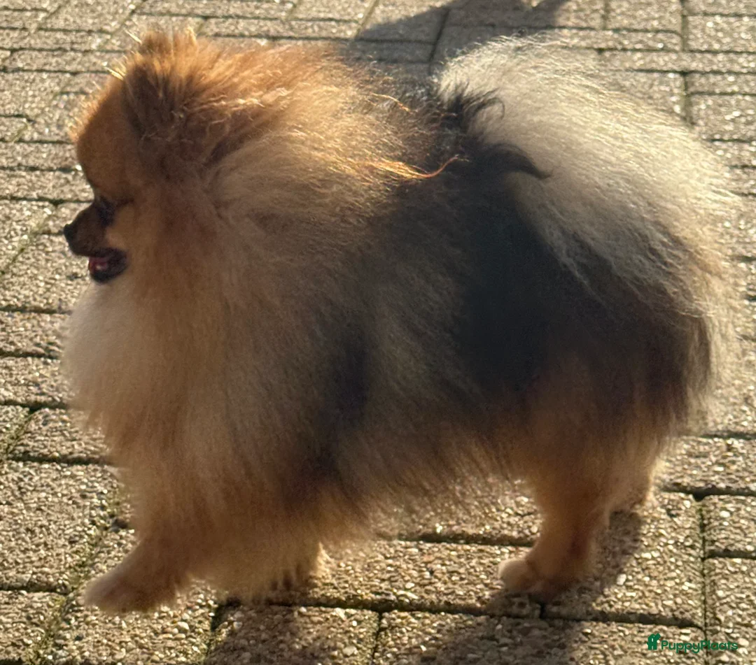 Pomeriaan honden te koop: 100% pomeriaan reutje uit show lijn - Advertentie 8