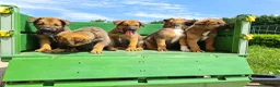 Kruising honden te koop: Uniek relaxed Border Collie x Mechelse Herder pups - Advertentie 4