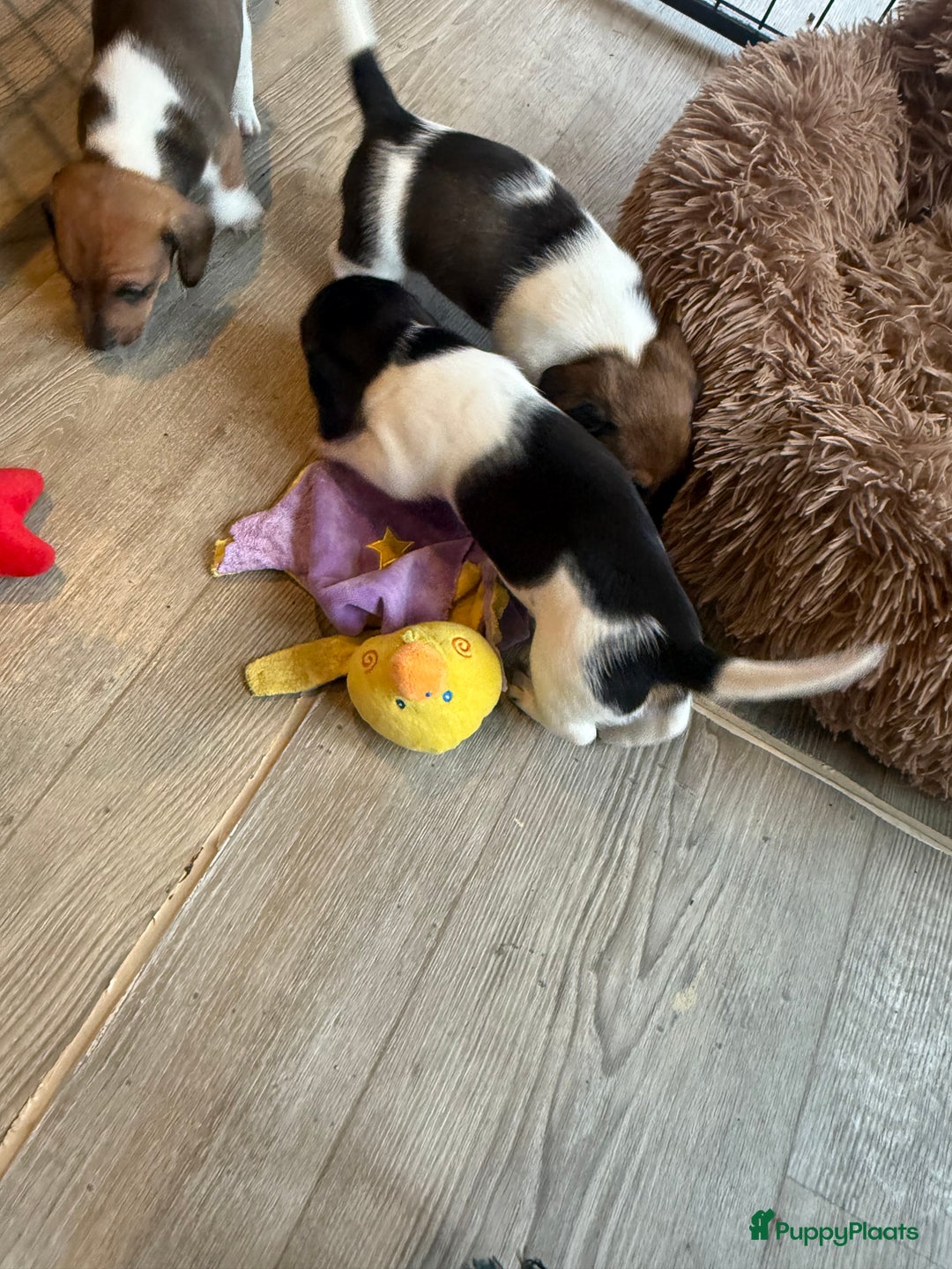 Teckel (korthaar)  honden te koop: Piebald dwergteckel pups - Advertentie 25