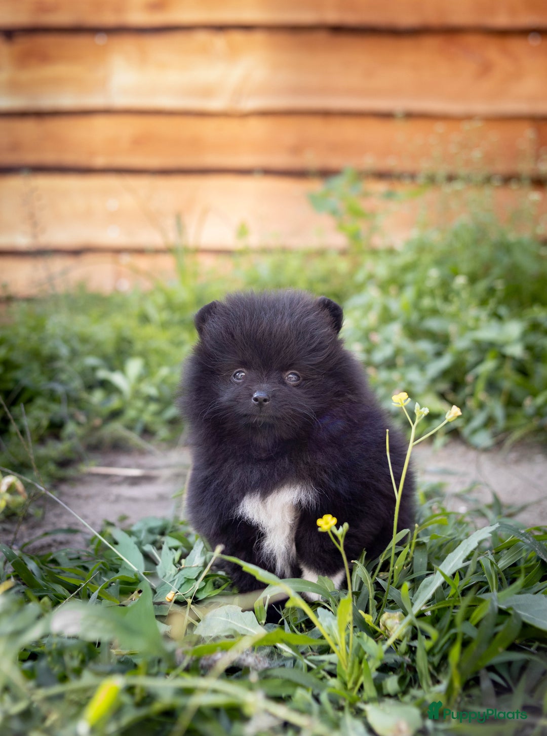 Pomeriaan honden te koop: Pomeranian pups met stamboom en geteste ouders  - Afbeelding 4