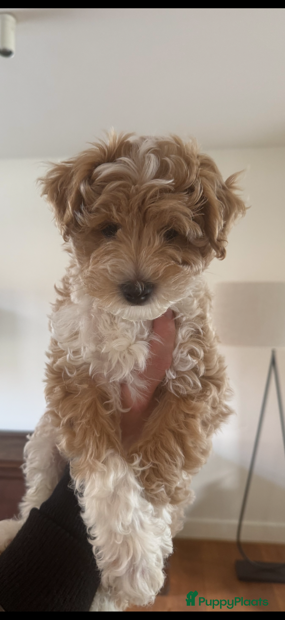 Maltipoo honden Maltipoo pups  - Advertentie 1