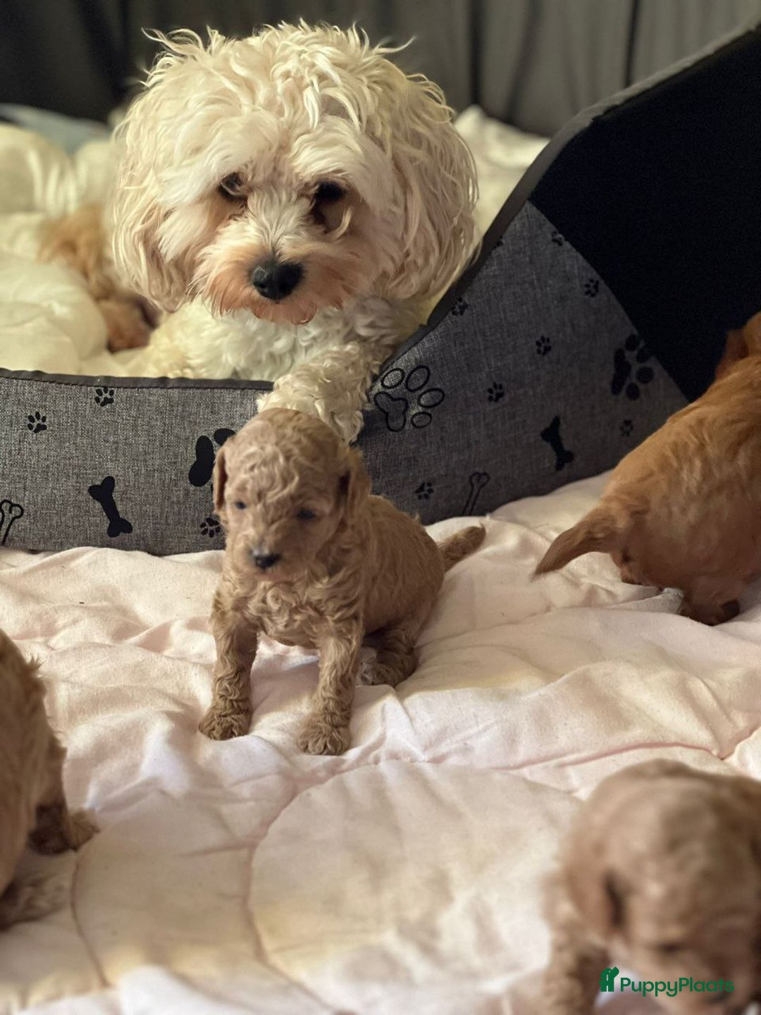 Maltipoo honden te koop: malteserpoedel pup, 7 weken - Advertentie 8