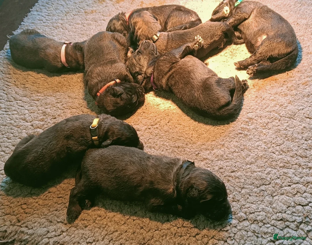 Leonberger honden te koop: Leonberger pups voor de echte liefhebber - Advertentie 6