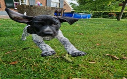 Duitse Staande Hond Korthaar honden te koop: Zindelijke DSK pups met stamboom  in Gelselaar - Afbeelding 6