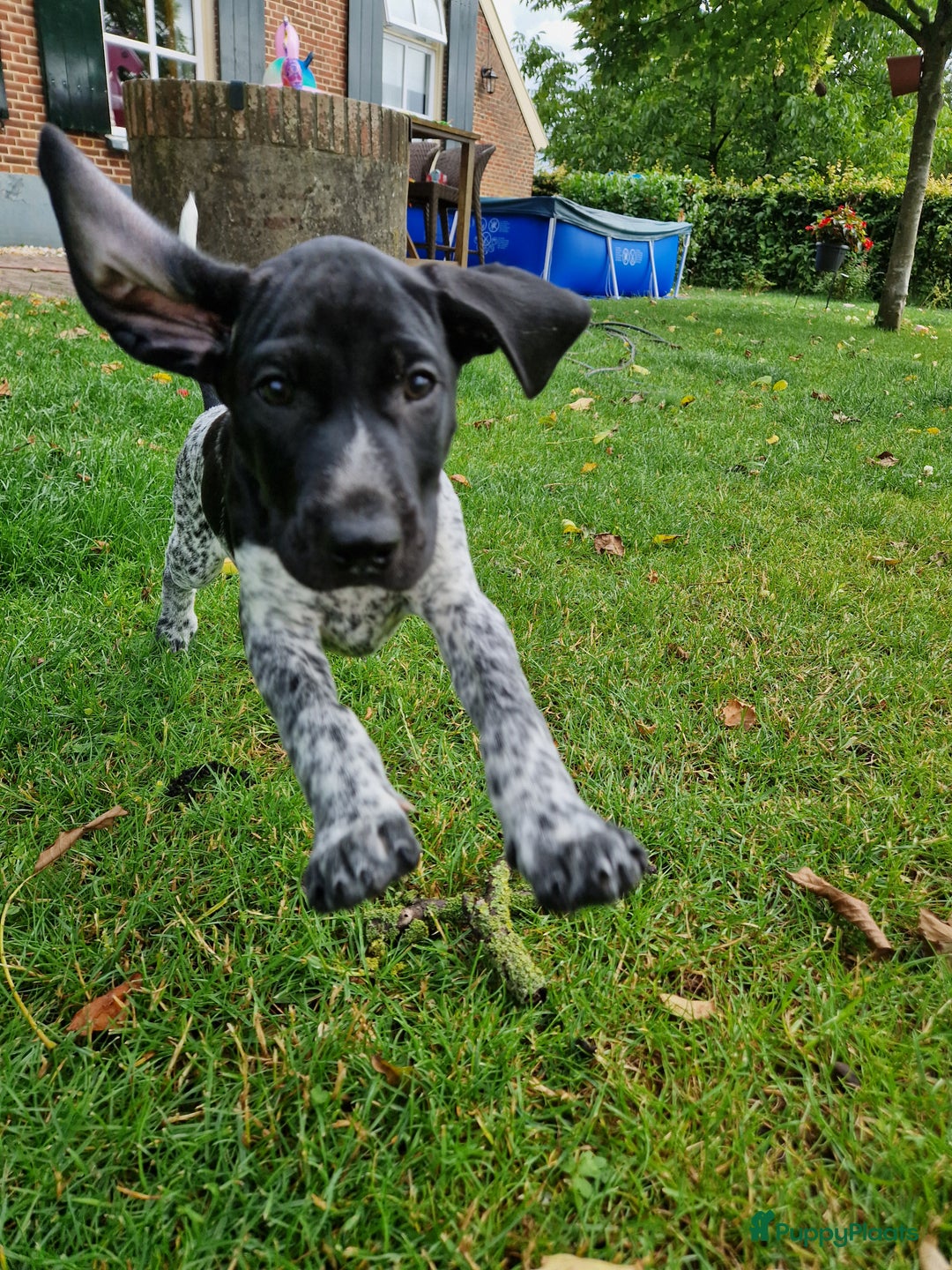 Duitse Staande Hond Korthaar honden te koop: Zindelijke DSK pups met stamboom  in Gelselaar - Afbeelding 6