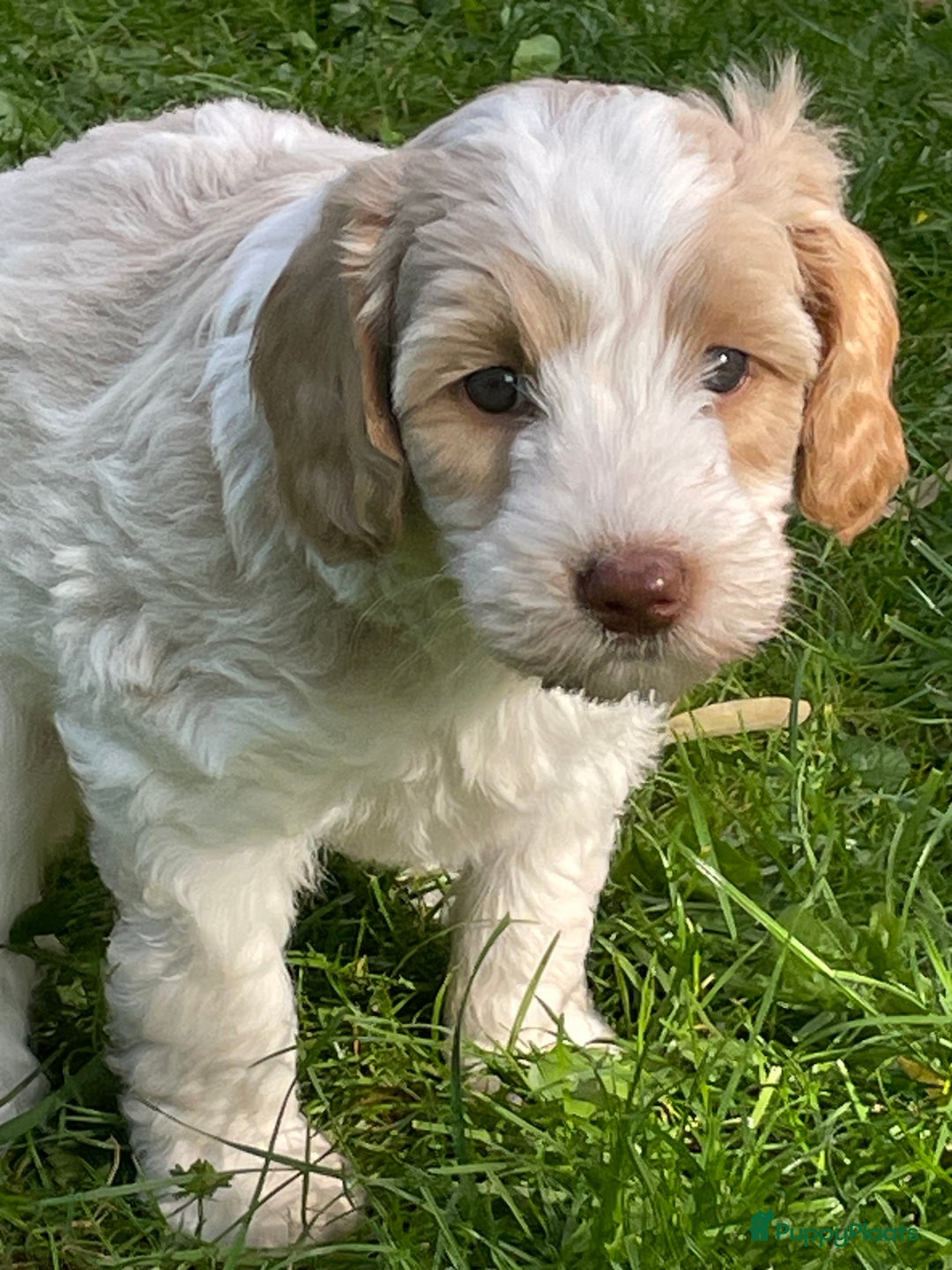Australian Labradoodle honden te koop: Australian Labradoodle pups in Strijen - Afbeelding 24
