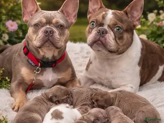 Franse Bulldog honden Stoere sociaale gezonde fransebuldog pups stamboom - Advertentie 1