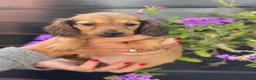 Teckel (langhaar) honden te koop: Langharige teckel pups - Advertentie 10