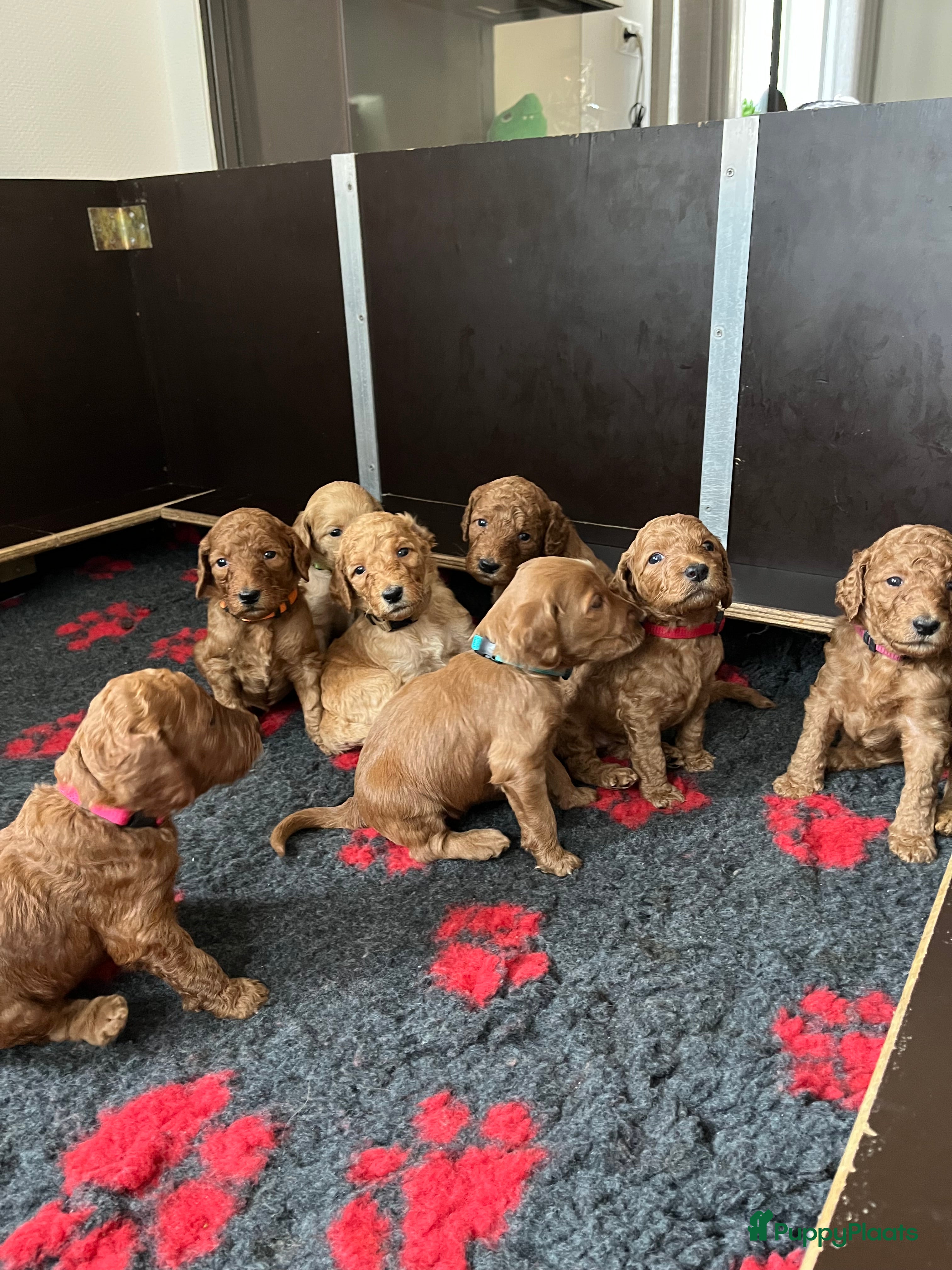 Australian Labradoodle honden Rode Australian labradoodle pups - Advertentie 1
