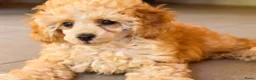 Poedel Toy honden te koop: **Bijzonder Toypoedel Reutje • 15 Weken • FCI** - Advertentie 7
