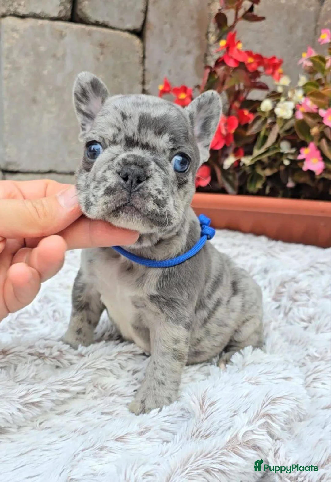 Franse Bulldog honden te koop: Franse Bulldog pups in Amsterdam - Advertentie 2