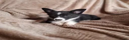 Welsh Corgi Cardigan honden te koop: Lieve sociale speels Welsh Corgi Cardigan puppys  in Heeswijk Dinther - Advertentie 7