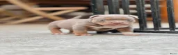 Amerikaanse Bully honden te koop: American Bully tricolor teefje te koop - Advertentie 8