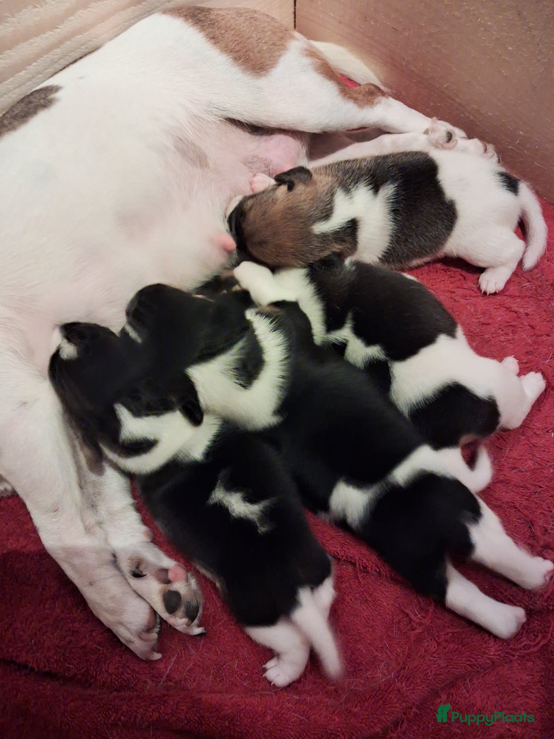 Jack Russel Terriër honden te koop: Jack russelpups opgevoed in gezin met 2 kids - Advertentie 16