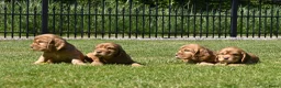 Engelse Cocker Spaniel honden te koop: Speelse Engelse Cocker Spaniel pups - Advertentie 16