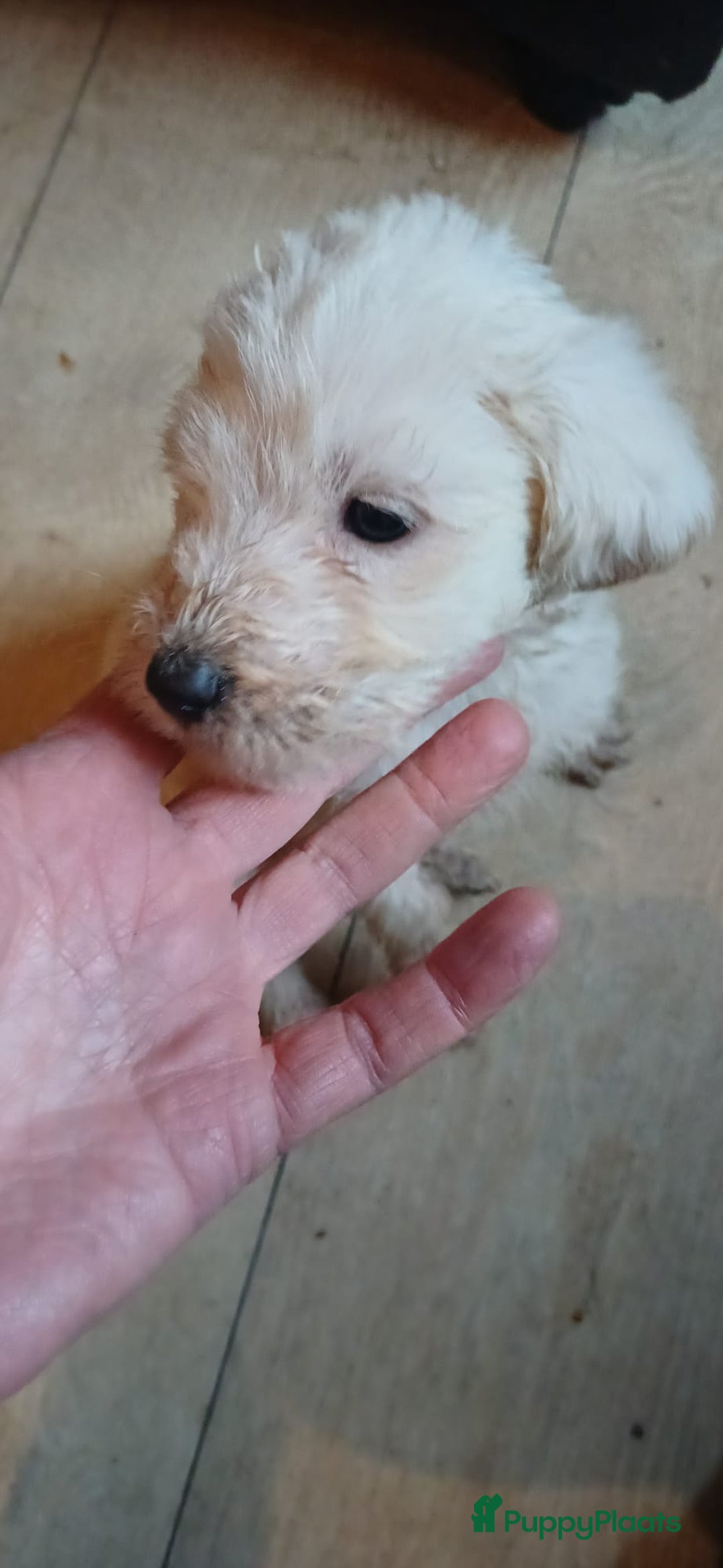 Kruising honden te koop: Ben jij het baasje van een van deze mooie puppy's? - Advertentie 17