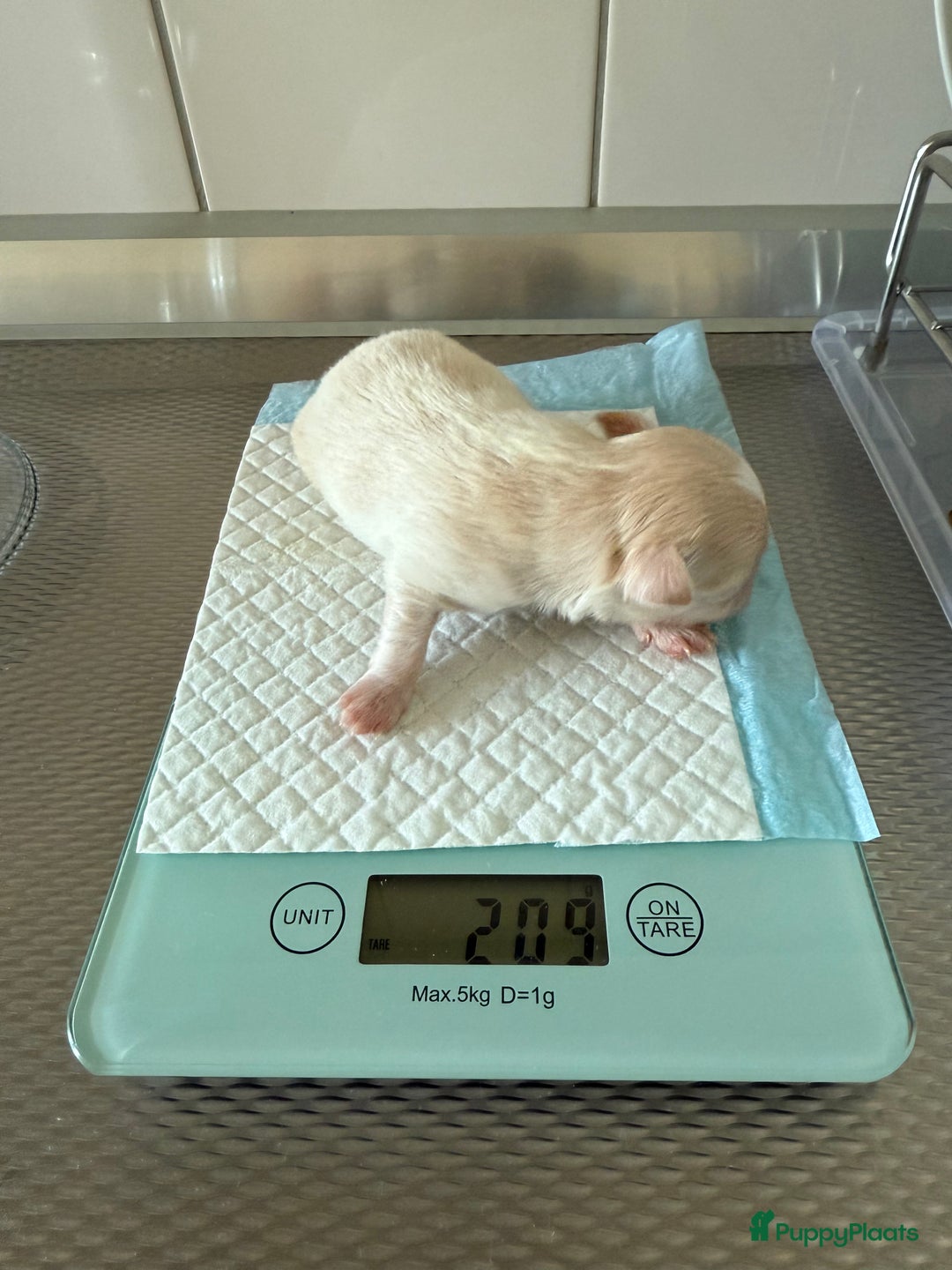 Chihuahua honden te koop: Chihuahuas pups - Advertentie 11