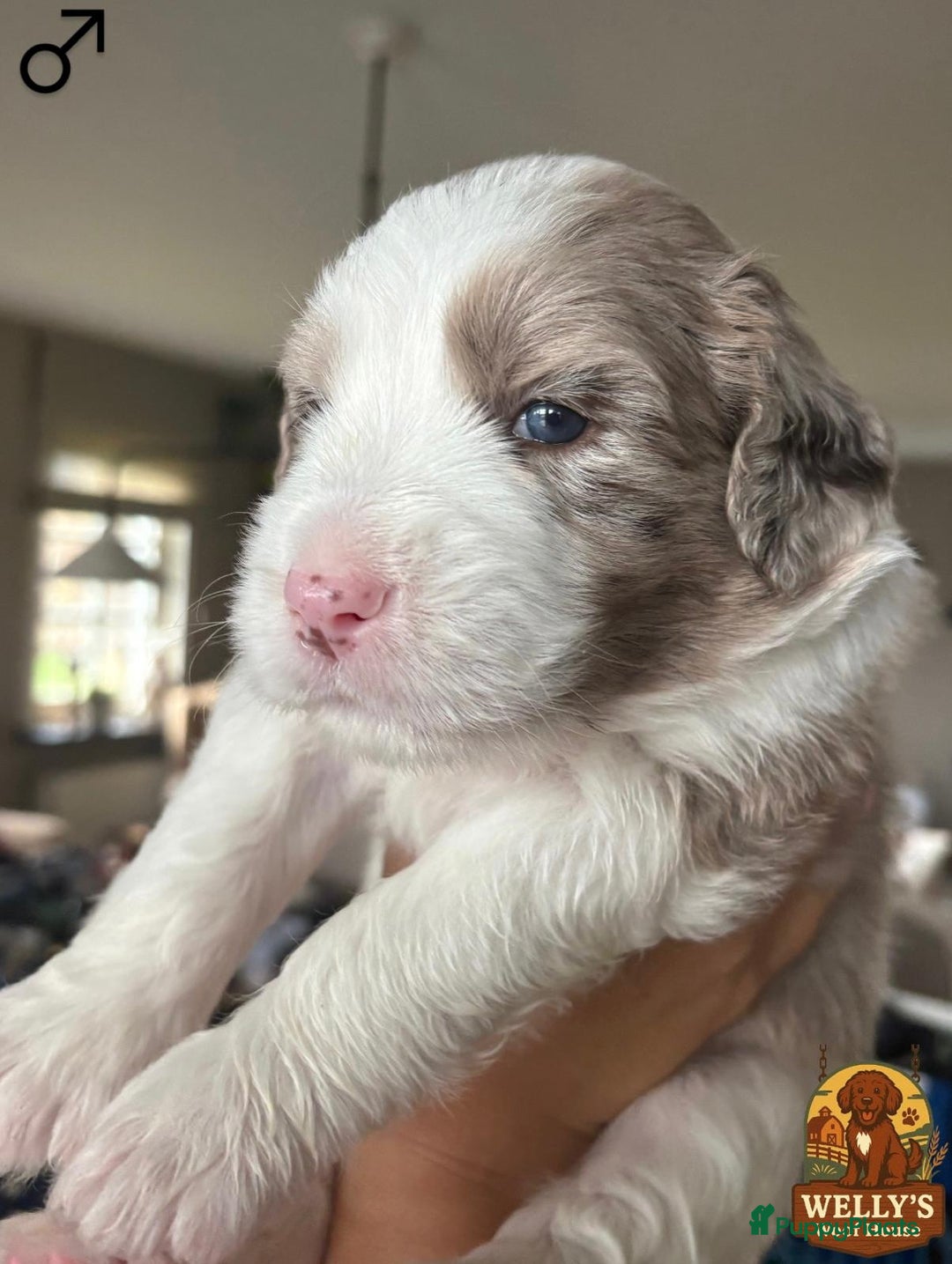 Kruising honden te koop: 🐾 Labradoodle x Australische Herder Pups 🐾 - Advertentie 5