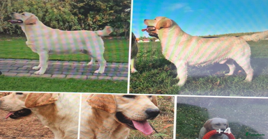 Kruising honden - Advertentie 6