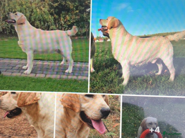 Kruising honden - Advertentie 6