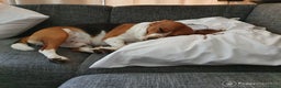 Beagle honden ter dekking: Mooie ras zuiver beagle in Groningen - Advertentie 5