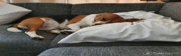Beagle honden ter dekking: Mooie ras zuiver beagle in Groningen - Advertentie 5