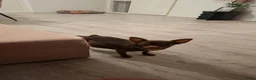 Pomchi honden te koop: Pomchi pups - Advertentie 2